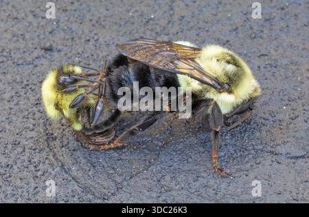 Deux grosses abeilles sur une allée qui se reproduisent dans une position très inconfortable. Banque D'Images
