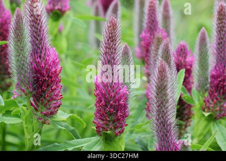 Trifolium rubens, communément connu sous le nom de trèfle Ruddy, un type ornemental de trèfle de jardin poussant dans un parterre de fleurs, attrayant pour les pollinisateurs. Banque D'Images