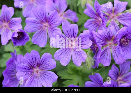 Fleurs de géranium. Geranium x magnificum 'Rosemoor', également appelé Purple cranesbill 'Rosemoor' portant des grappes de fleurs violettes frappantes en été Banque D'Images