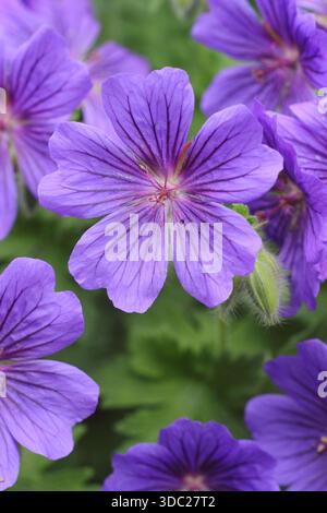 Fleurs de géranium. Geranium x magnificum 'Rosemoor', également appelé Purple cranesbill 'Rosemoor' portant des grappes de fleurs violettes frappantes en été Banque D'Images