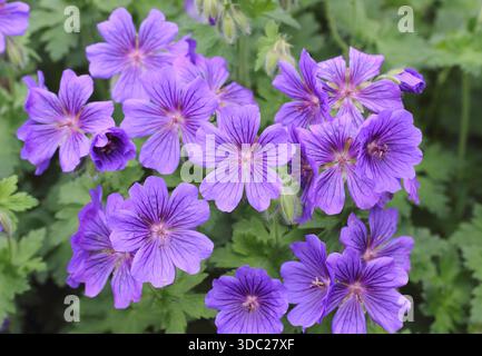 Fleurs de géranium. Geranium x magnificum 'Rosemoor', également appelé Purple cranesbill 'Rosemoor' portant des grappes de fleurs violettes frappantes en été Banque D'Images