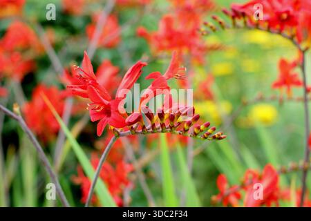 Montbretia. Crocosmia × crocosmiiflora 'Saracen', herbacée vivaces prisé pour ses fleurs rouge orangé vif sur tiges arquées Banque D'Images