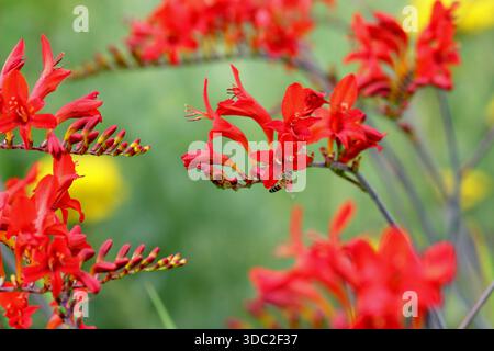 Montbretia. Crocosmia × crocosmiiflora 'Saracen', herbacée vivaces prisé pour ses fleurs rouge orangé vif sur tiges arquées Banque D'Images