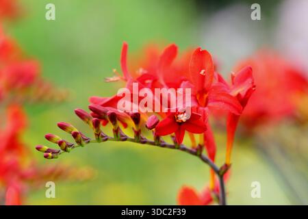 Montbretia. Crocosmia × crocosmiiflora 'Saracen', herbacée vivaces prisé pour ses fleurs rouge orangé vif sur tiges arquées Banque D'Images
