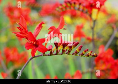 Montbretia. Crocosmia × crocosmiiflora 'Saracen', herbacée vivaces prisé pour ses fleurs rouge orangé vif sur tiges arquées Banque D'Images