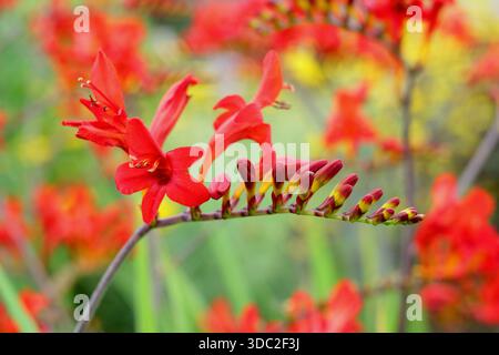 Montbretia. Crocosmia × crocosmiiflora 'Saracen', herbacée vivaces prisé pour ses fleurs rouge orangé vif sur tiges arquées Banque D'Images