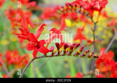 Montbretia. Crocosmia × crocosmiiflora 'Saracen', herbacée vivaces prisé pour ses fleurs rouge orangé vif sur tiges arquées Banque D'Images