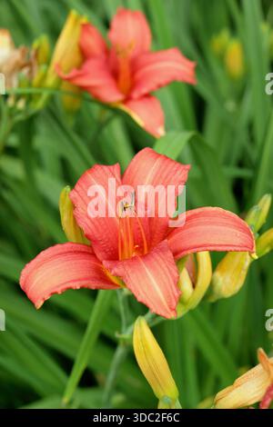 Hemerocallis. Daylily. Épée flamboyante d'Hemerocallis. Fleurs orangées éclatantes standard provenant d'un feuillage arqué Banque D'Images