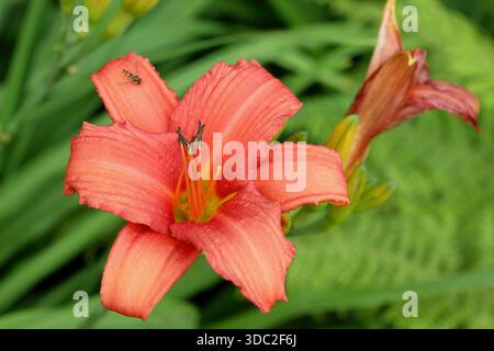 Hemerocallis. Daylily. Épée flamboyante d'Hemerocallis. Fleurs orangées éclatantes standard provenant d'un feuillage arqué Banque D'Images