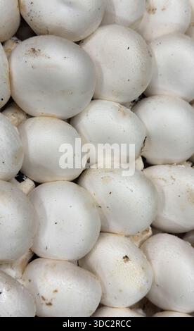 Gros plan de champignons blancs frais fond d'aliments biologiques naturels Banque D'Images
