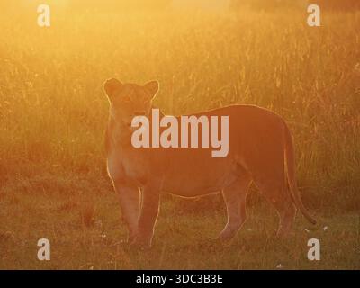 Veilleuse femelle adulte Lion - Lionne - (Panthera leo) rétro-éclairée dans la lumière dorée de l'aube dans les prairies des conservations Masai Mara, Kenya, Afrique Banque D'Images