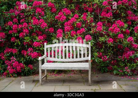Banc en bois classique devant un mur de fleurs de rhododendrons rouges. Banque D'Images