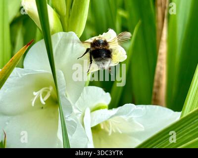 Macro dynamique d'un bourdon en plein vol s'approchant d'une fleur blanche en plein jour - une capture éclatante de la pollinisation et du mouvement. Banque D'Images