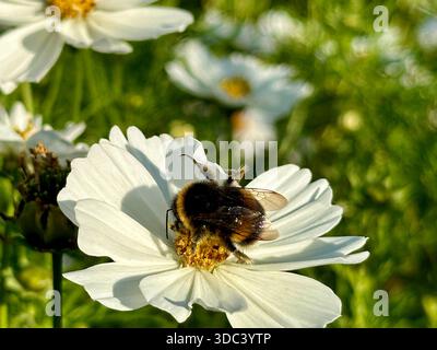 Gros plan d'un bourdon recueillant le nectar d'une fleur de jardin en plein soleil Banque D'Images