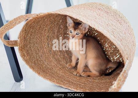 Drôle mignon petit gingembre abyssinian Kitten chat jouant et sautant avec un panier brun en osier. Concept animaux adorables Banque D'Images