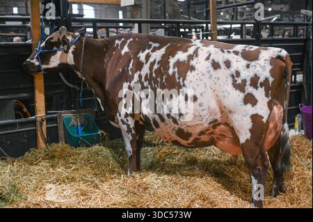 Toronto, ON, Canada - 14 novembre 2025 : vache laitière avec des marques brunes et blanches distinctives debout sur un lit de foin à une foire agricole, represe Banque D'Images
