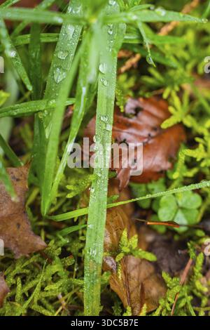 La rosée tombe sur des brins d'herbe et des feuilles dans une zone boisée, Unterhaugstett, district de Calw, Allemagne Banque D'Images