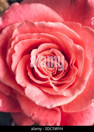 Gros plan du centre d'une rose rose rose Banque D'Images
