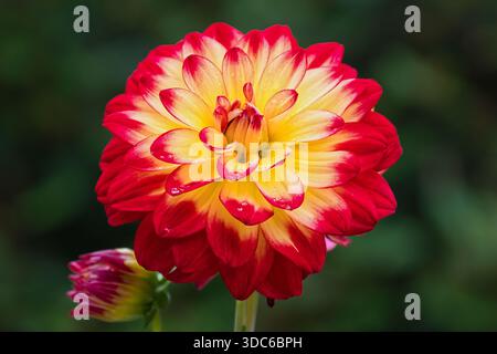 Dahlia rouge et jaune éclatant Banque D'Images