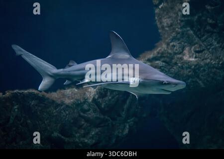 Vue sous-marine d'un requin de récif gris nageant calmement près d'une formation de corail rocheux dans l'eau bleue claire. Banque D'Images