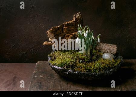 Composition florale dans le style japonais ikebana. Gouttes de neige de printemps et mousse de forêt dans un bol en céramique. Décoration en bois sec et coquille d'escargot. Vieille table en bois Banque D'Images