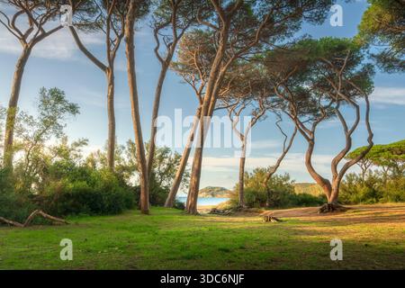 Vue panoramique sur les pins tordus emblématiques près de la plage dans le golfe de Baratti. Un beau paysage côtier dans la région de la Maremme près de Piombino, Tus Banque D'Images