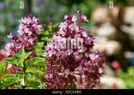 Gros plan de fleurs de basilic pourpre aromatique dans un jardin ensoleillé. Banque D'Images