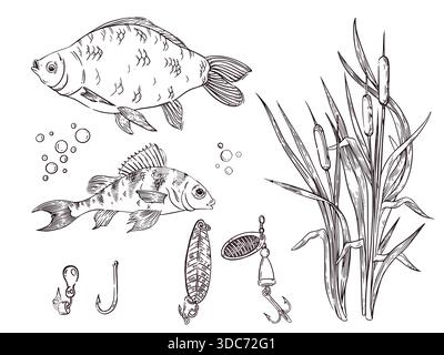 Un ensemble d'illustrations vectorielles représentant des poissons de rivière, carpe crucienne, perche, paillettes et hameçons de pêche, roseaux. Tous les objets sont dessinés à la main au format vectoriel Illustration de Vecteur