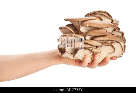 champignons à huîtres en chemin de main isolés sur blanc Banque D'Images