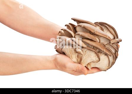 champignons à huîtres en chemin de main isolés sur blanc Banque D'Images