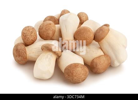 chemin des champignons huîtres roi isolé sur blanc Banque D'Images