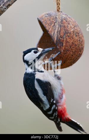 Buntspecht Weibchen, Dendrocopos major pic épeiche femelle, Banque D'Images