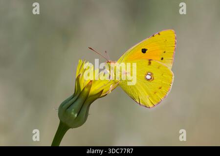 Postillion, Colias croceus, papillon jaune trouble Banque D'Images