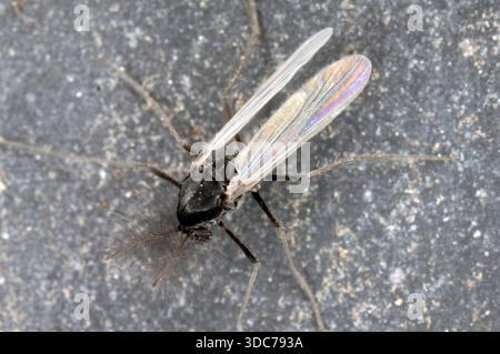 Moucherons non mordants, Chironomidae. Mouches dont les mâles ont des antennes très développées. Banque D'Images