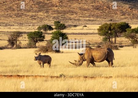 Rhinocéros blanc avec pâturage de veau dans les prairies dorées, région de Hardap, Namibie - octobre 2025 Banque D'Images