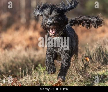 chien cockapoo courant vers la caméra dans la campagne Banque D'Images