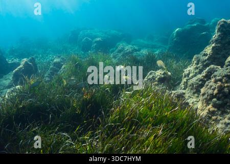 Superbe vue sous-marine d'une école de poissons sauvages nageant au-dessus d'herbiers verts luxuriants et de récifs rocheux à Saint-Jean-Cap-Ferrat France. Banque D'Images