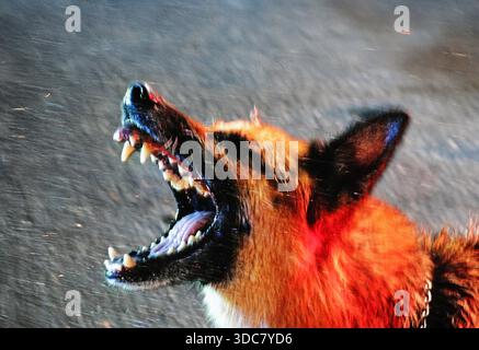 Un berger allemand aboyant et vicieux debout dans la rue la nuit, aboyant la bouche ouverte, les dents montrant de manière menaçante Banque D'Images