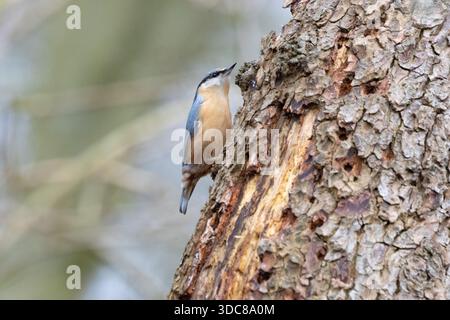 Une Nuthatch commune grimpant un tronc d'arbre. Comté de Durham, Angleterre, Royaume-Uni. Banque D'Images