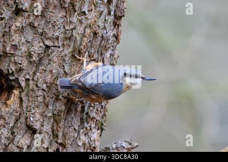 Une Nuthatch commune grimpant un tronc d'arbre. Comté de Durham, Angleterre, Royaume-Uni. Banque D'Images