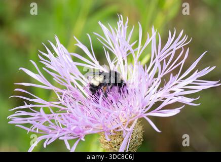 Basket-fleur américaine avec un bourdon en son centre recueillant le pollen. Photographié avec une faible profondeur de champ à Shrike Prairie près de Hockley, TX Banque D'Images