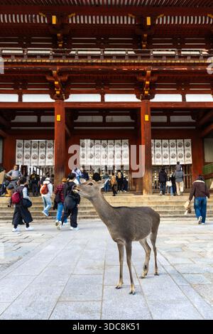 Cerf devant la porte centrale du temple Todaiji, Nara, Japon Banque D'Images