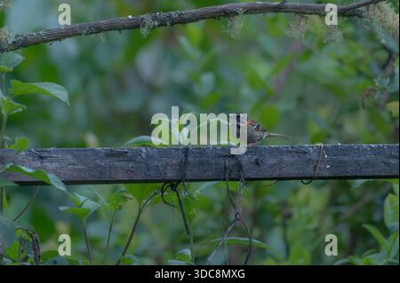 Moineau à col roux (Zonotrichia capensis) Banque D'Images