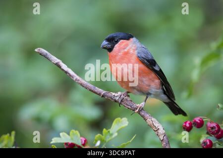 Bullfinch [ Pyrrhula pyrrhula ] oiseau mâle sur branche de Blackthorn avec des baies rouges hors foyer Banque D'Images