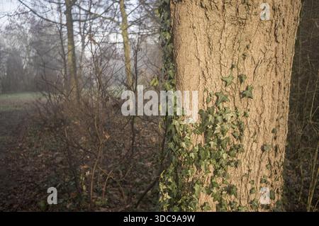 Tronc d'arbre recouvert de lierre vert contrastant avec un fond de forêt hivernale tranquille et brumeux Banque D'Images