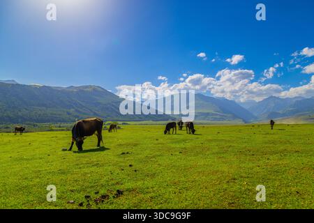 Plusieurs vaches paissent paisiblement dans une prairie luxuriante entourée de montagnes majestueuses au Kirghizistan. La lumière du soleil renforce la beauté naturelle sereine de la scène. Banque D'Images