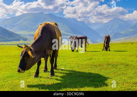 Plusieurs vaches paissent paisiblement dans un champ herbeux entouré de montagnes au Kirghizistan. Le paysage rural serein capture la beauté de la nature pendant la journée. Banque D'Images