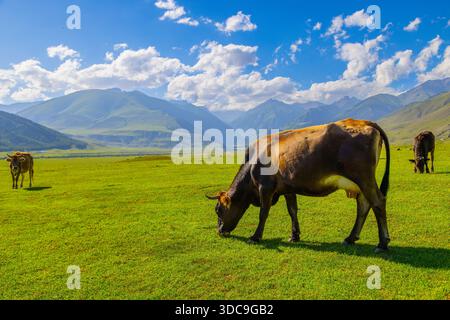 Trois vaches paissent paisiblement dans un champ de montagne animé sous un ciel ensoleillé au Kirghizistan. La scène de nature sereine met en valeur la beauté de la vie rurale pendant la journée. Banque D'Images
