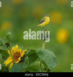 Un mâle joyeux et vibrant Wagtail jaune [Motacilla flava] parfaitement équilibré sur un bouton de tournesol vert et fermé dans un champ d'été lumineux et luxuriant. Banque D'Images