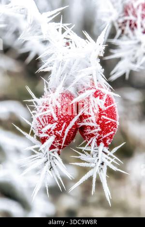Gros plan de baies rouges complètement recouvertes de cristaux de glace pointus après le brouillard gelé. Détail macro hivernal naturel montrant la texture du gel et les mers froides Banque D'Images